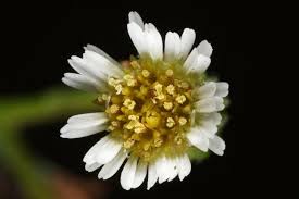 Attēlu rezultāti vaicājumam “Erigeron canadensis”