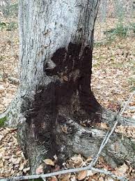 Attēlu rezultāti vaicājumam “Brefeldia maxima spores”