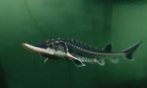 Image result for Acipenser desotoi