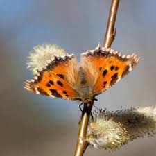 Attēlu rezultāti vaicājumam “Nymphalis xanthomelas underside”