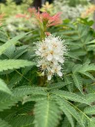 Attēlu rezultāti vaicājumam “Sorbaria sorbifolia bud”