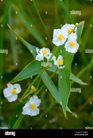 Attēlu rezultāti vaicājumam “Sagittaria sagittifolia leaf”