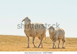 Attēlu rezultāti vaicājumam “Ovis aries juvenile”