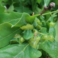 Attēlu rezultāti vaicājumam “Andricus quercuscorticis”