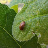 Attēlu rezultāti vaicājumam “Cychramus luteus”