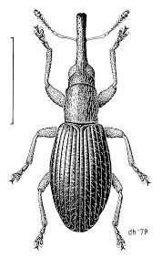 Attēlu rezultāti vaicājumam “Apionidae”