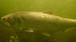 Image result for Alosa sapidissima