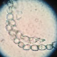 Attēlu rezultāti vaicājumam “Sphagnum rubellum”