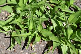 Attēlu rezultāti vaicājumam “Commelina coelestis”