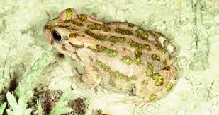 Attēlu rezultāti vaicājumam “Pseudepidalea viridis adult”