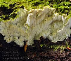 Attēlu rezultāti vaicājumam “Dentipellis fragilis”