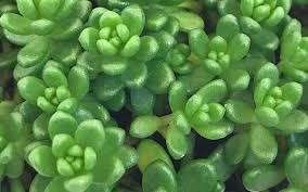 Attēlu rezultāti vaicājumam “Sedum album”