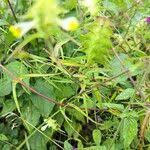 Attēlu rezultāti vaicājumam “Melampyrum cristatum leaf”