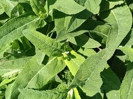 Attēlu rezultāti vaicājumam “Salvia nemorosa leaf”