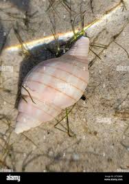 Image result for Cinctura hunteria