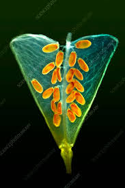 Attēlu rezultāti vaicājumam “Capsella bursa-pastoris fruit”