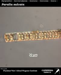 Attēlu rezultāti vaicājumam “Laurilia sulcata”