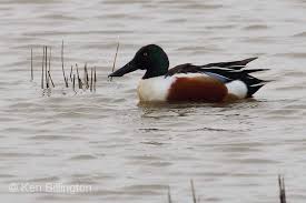 Attēlu rezultāti vaicājumam “Anas clypeata”