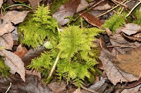 Attēlu rezultāti vaicājumam “Thuidium tamariscinum”