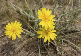 Attēlu rezultāti vaicājumam “Tragopogon heterospermus”