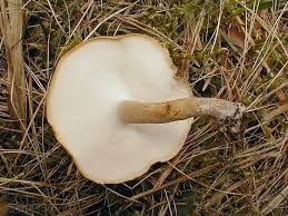 Attēlu rezultāti vaicājumam “Polyporus ciliatus”