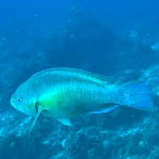 Image result for Scarus taeniopterus