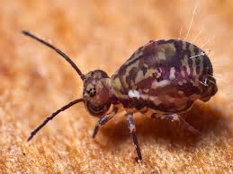 Attēlu rezultāti vaicājumam “Symphypleona”