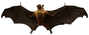 Attēlu rezultāti vaicājumam “Chiroptera”