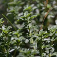 Attēlu rezultāti vaicājumam “Thymus serpyllum leaf”