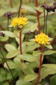 Attēlu rezultāti vaicājumam “Sedum aizoon leaf”
