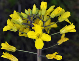 Attēlu rezultāti vaicājumam “Brassica napus”