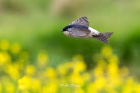 Attēlu rezultāti vaicājumam “Delichon urbicum”