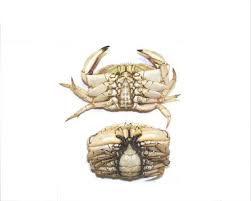 Image result for Cancer borealis