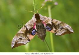 Attēlu rezultāti vaicājumam “Smerinthus ocellata”
