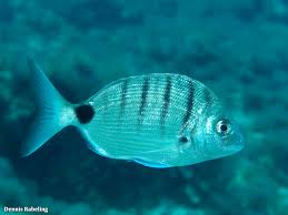 Image result for Diplodus cadenati