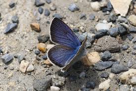 Attēlu rezultāti vaicājumam “Cyaniris semiargus male”