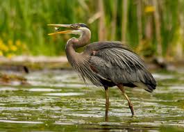 Image result for heron