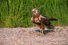 Attēlu rezultāti vaicājumam “Circus aeruginosus adult”