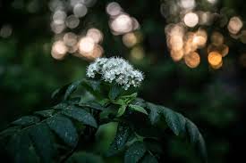 Image result for Heemtuin Rucphen