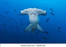 Image result for Sphyrna lewini