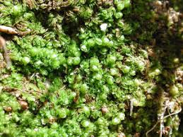 Attēlu rezultāti vaicājumam “Nardia geoscyphus”