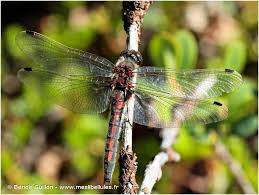 Attēlu rezultāti vaicājumam “Leucorrhinia rubicunda”