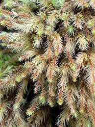 Attēlu rezultāti vaicājumam “Philonotis calcarea”