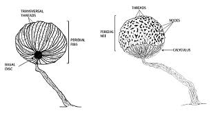 Attēlu rezultāti vaicājumam “Cribraria purpurea stalked”