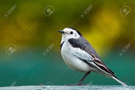 Attēlu rezultāti vaicājumam “Motacilla alba adult”