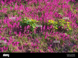 Image result for Pechnelke