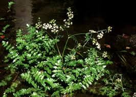 Attēlu rezultāti vaicājumam “Berula erecta”