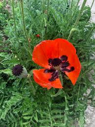 Image result for Papaver orientale