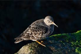 Attēlu rezultāti vaicājumam “Calidris maritima”