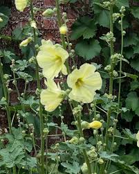 Image result for Alcea rugosa